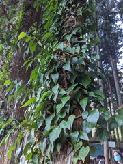 Hedera rhombea