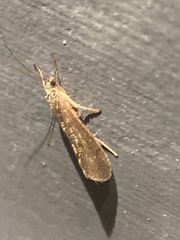 Hydrobiosidae