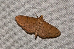 Conogethes