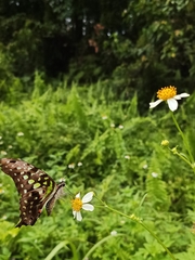 Graphium agamemnon agamemnon