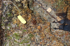 Platynectes dissimilis