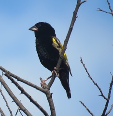 Euplectes capensis capensis