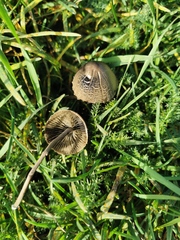 Panaeolus