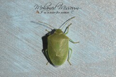 Acrosternum millierei