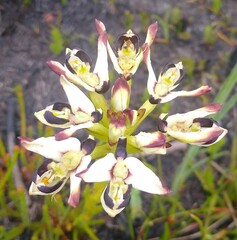 Disa bivalvata