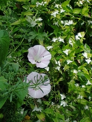 Calystegia sepium roseata x Silvatica disjuncta