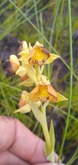 Pterygodium acutifolium