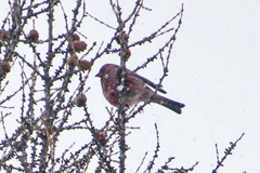 Carpodacus rubicilla