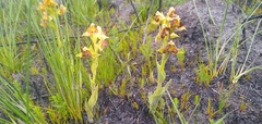 Pterygodium acutifolium
