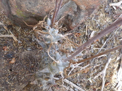 Tylecodon ventricosus