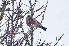 Carpodacus rubicilla