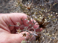 Tylecodon ventricosus