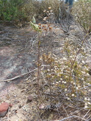 Tylecodon ventricosus