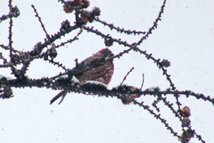 Carpodacus rubicilla