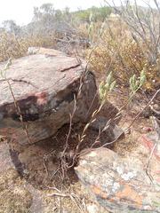 Tylecodon ventricosus