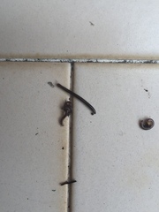 Ommatoiulus moreleti