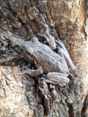 Chiromantis xerampelina