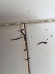 Ommatoiulus moreleti