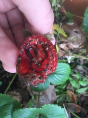 Ommatoiulus moreleti