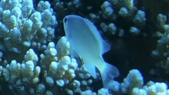 Chromis viridis