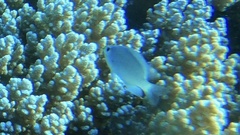 Chromis viridis