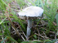 Stropharia aeruginosa