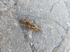 Gryllotalpa gryllotalpa