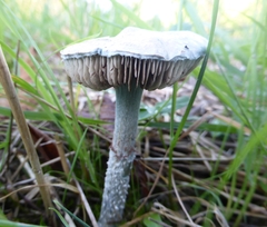 Stropharia aeruginosa