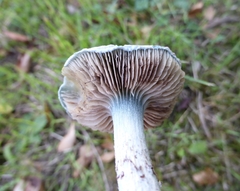 Stropharia aeruginosa