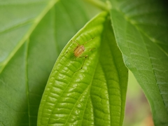 Scytodes pallida