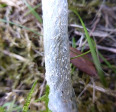 Stropharia aeruginosa