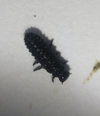 Gastrophysa atrocyanea