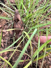 Lobosceliana