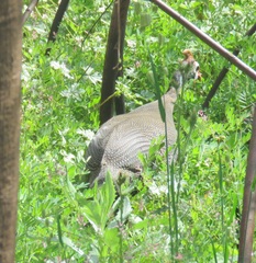 Numida meleagris coronatus