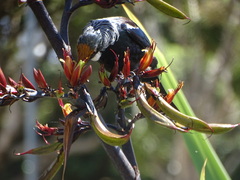 Prosthemadera novaeseelandiae