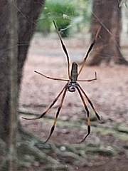 Trichonephila inaurata