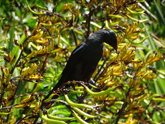 Prosthemadera novaeseelandiae