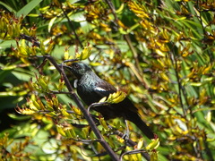 Prosthemadera novaeseelandiae