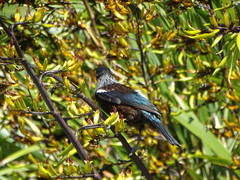 Prosthemadera novaeseelandiae