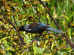 Prosthemadera novaeseelandiae