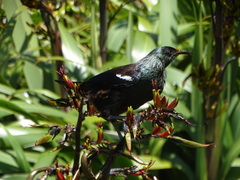 Prosthemadera novaeseelandiae