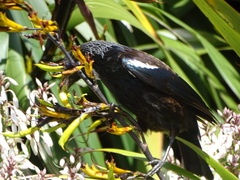 Prosthemadera novaeseelandiae