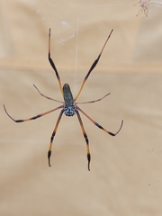 Trichonephila inaurata