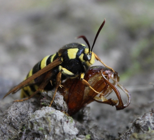 Hornet Moth, photo 2 of 10