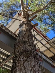 Pseudotsuga wilsoniana