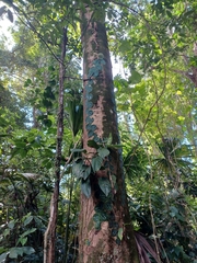 Monstera tuberculata brevinoda