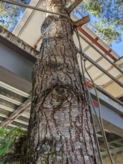 Pseudotsuga wilsoniana