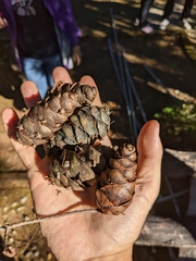 Pseudotsuga wilsoniana