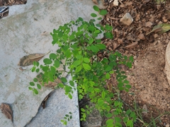 Phyllanthus tenellus