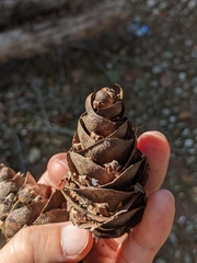 Pseudotsuga wilsoniana
